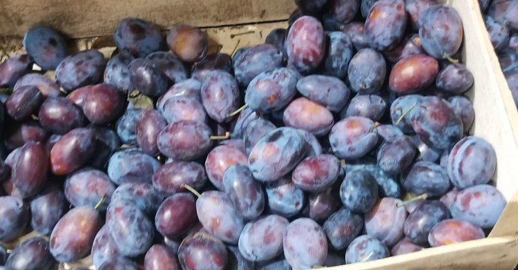 Моченые сливы