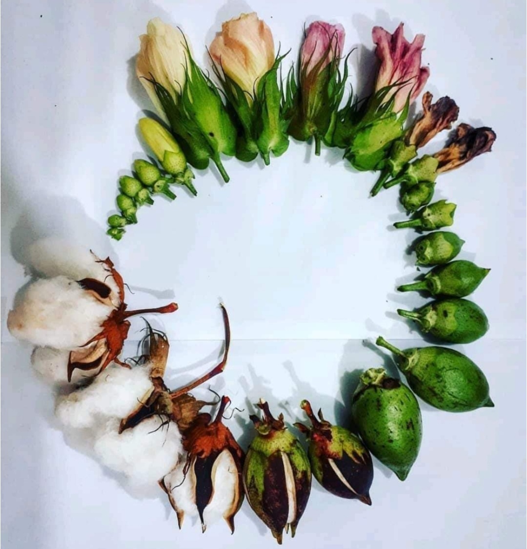 Стадии созревания хлопка