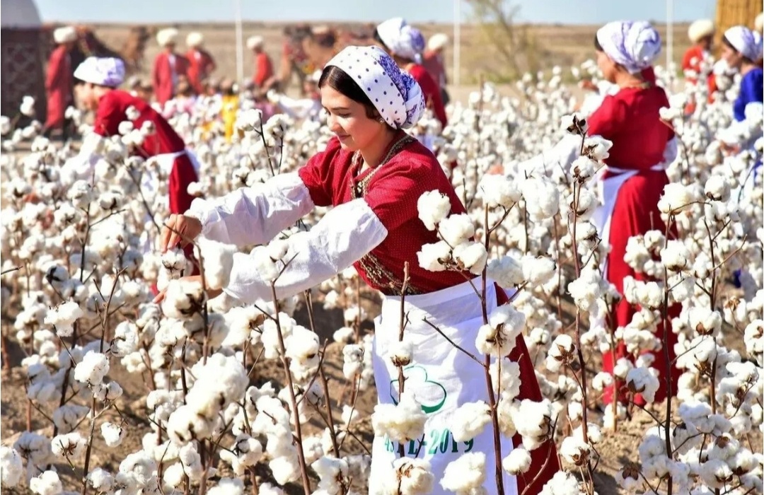 Ручной сбор хлопка сборщиками