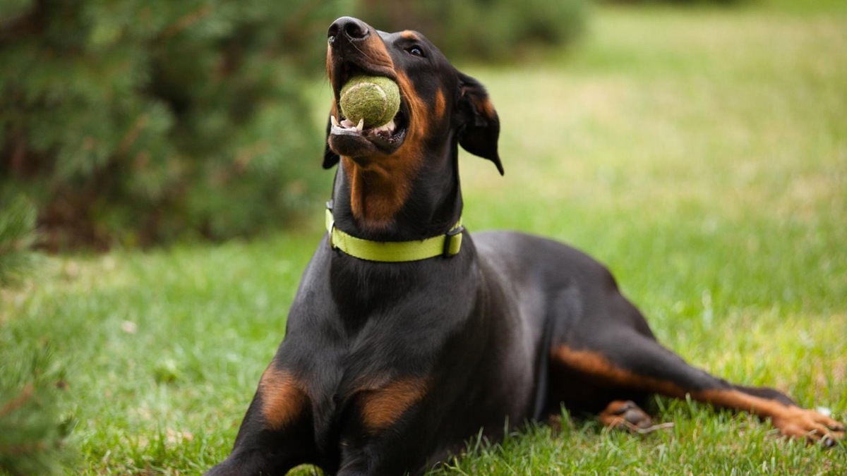   Современный взгляд на стандарт породы, без хирургического вмешательства.