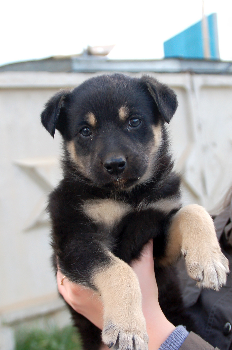 Таким был Рексик-Кексик в детстве. Фото метиса овчарки с дворнягой из открытого источника