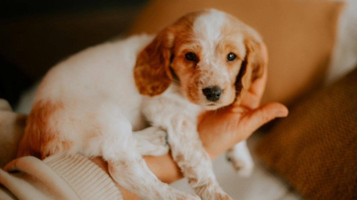    Тактильный контакт помогает щенку чувствовать себя в безопасности.