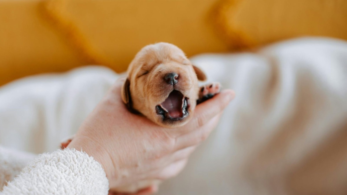    Одиночество — частая причина плача у малышей в новом доме.