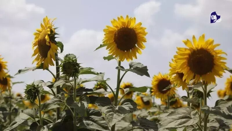      Фото: ИА «Победа26»