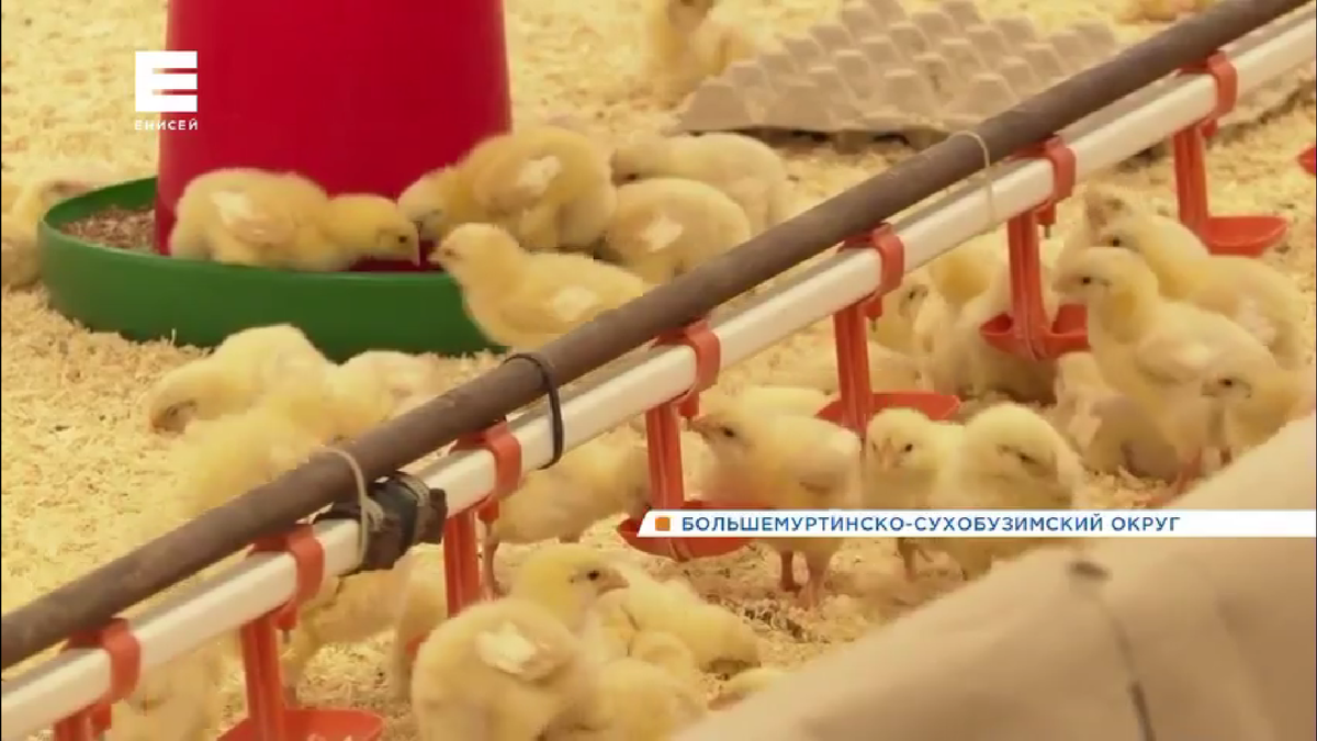     «Енисейский бройлер» начинает производство собственных инкубационных яиц
