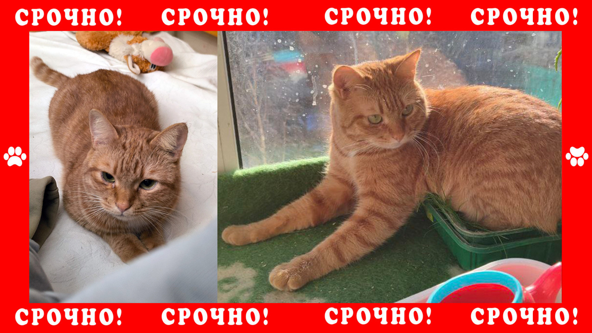 Протвино пропал рыжий кот