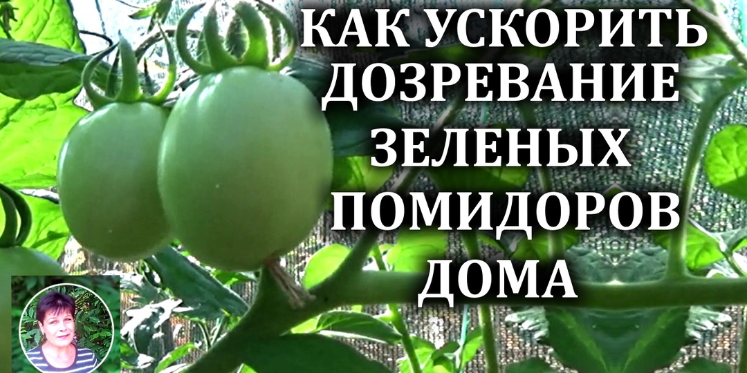 Как ускорить созревание зеленых помидоров дома, после их снятия с кустов