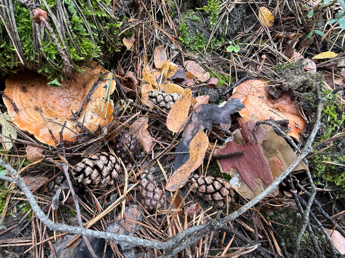 Первая находка рыжиков