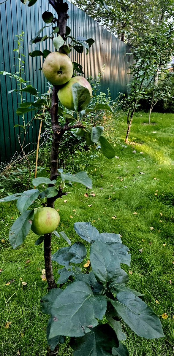 Фото: Андрей Л.