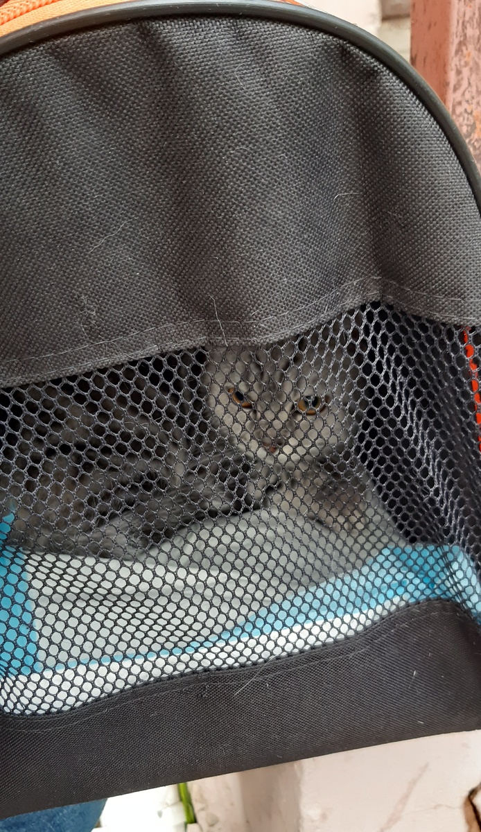 Мия в переноске после посещения клиники.