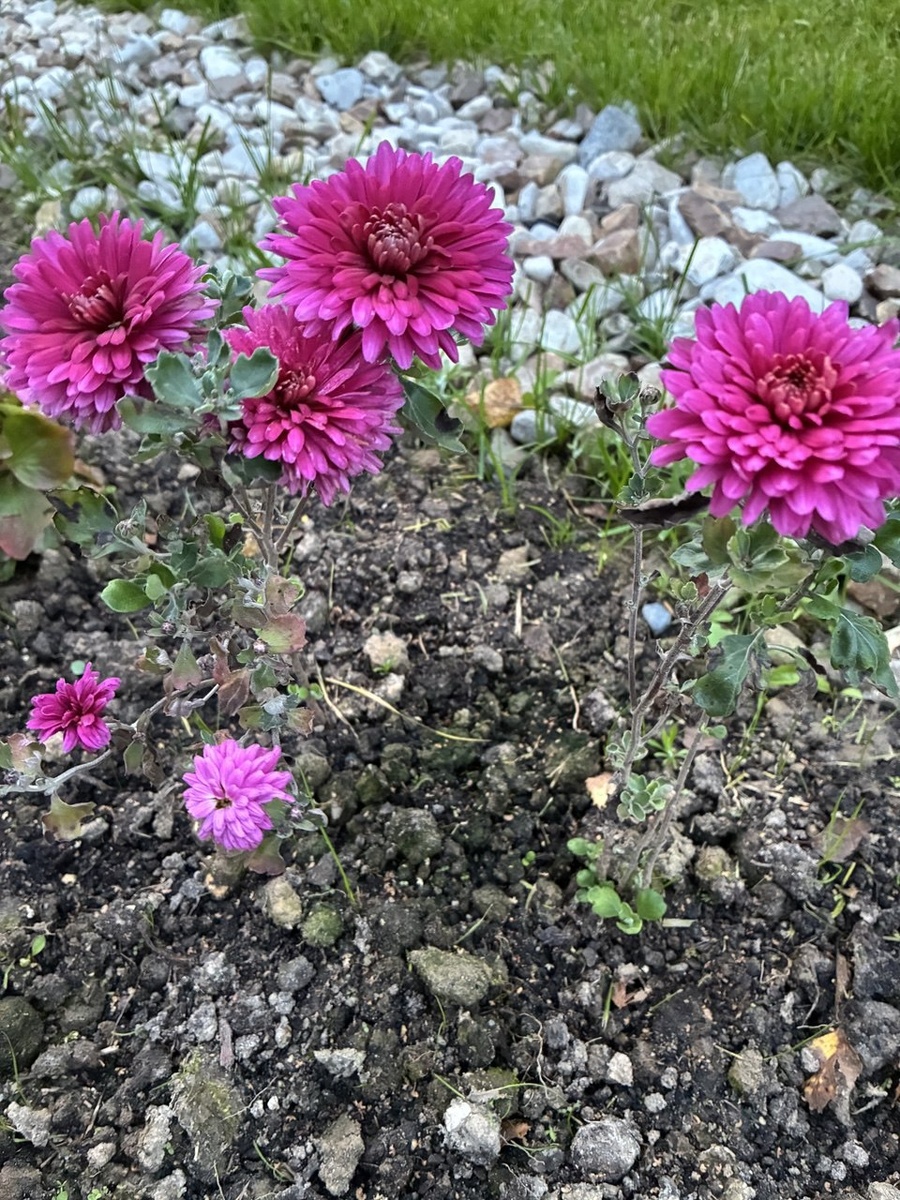 Хризантема Корейская лелия