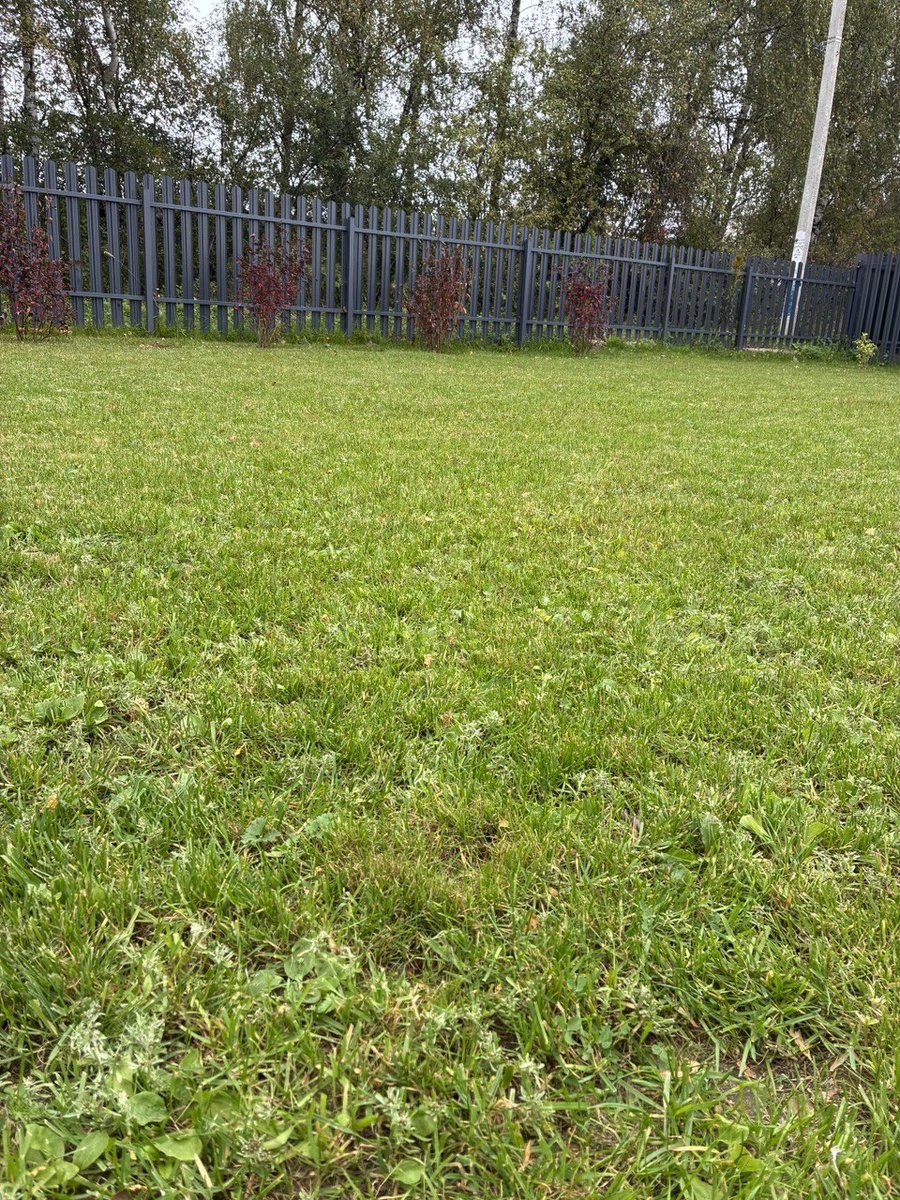 Газон (еще кое-где попадается трава). Если более точно назвать, то это наша лужайка