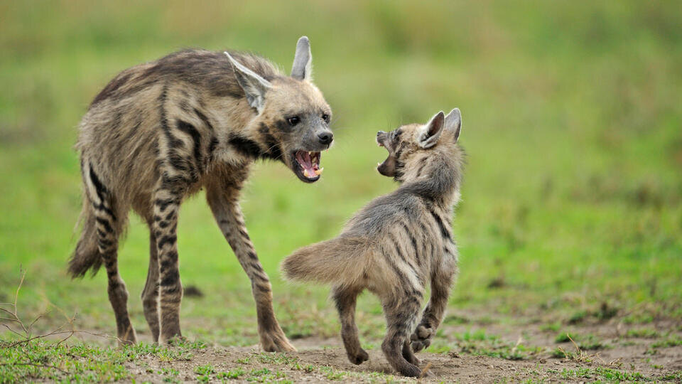 Фото: © www.globallookpress/Aditya Singh/imageBROKER.com
