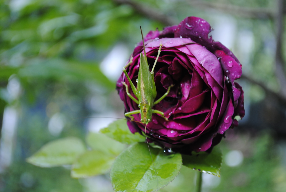Все фотографии и цветочки мои. Насекомые тоже из нашего сада. Все сняты в начале недели