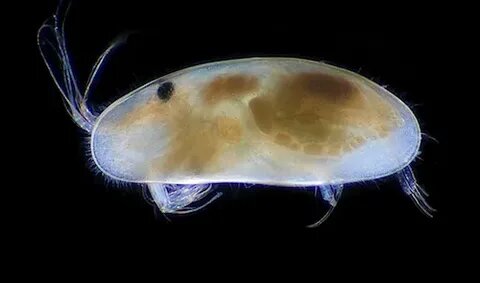 Остракоды и раковинные рачки (Ostracods)