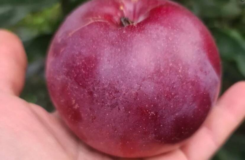 Народная примета: Посадка яблони у дома 🍎🏡