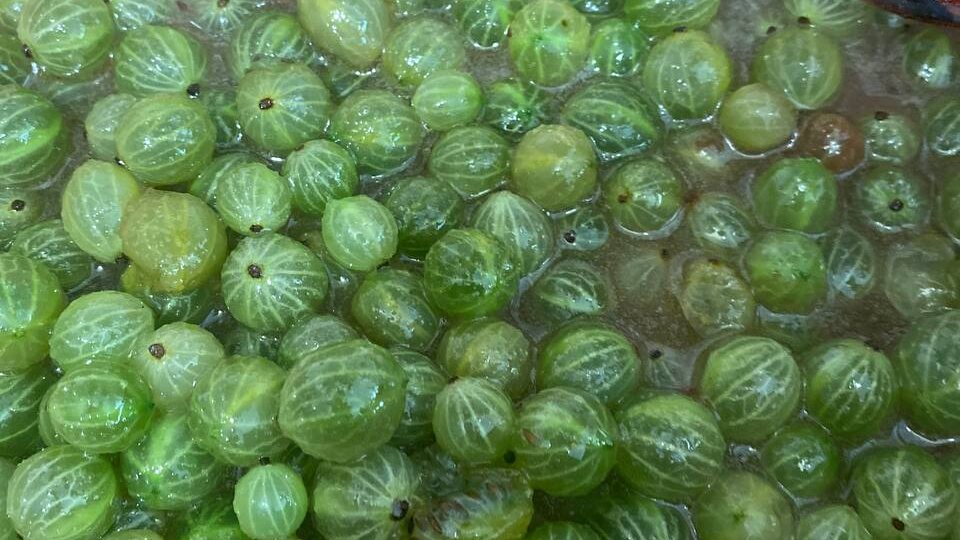 Крыжовник: сладкий артефакт из 1653 года