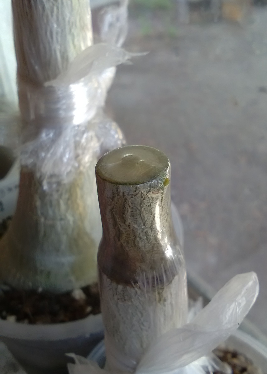 Почка настолько активизировалась, что даже пленку натянула, вот-вот прорвется на свободу