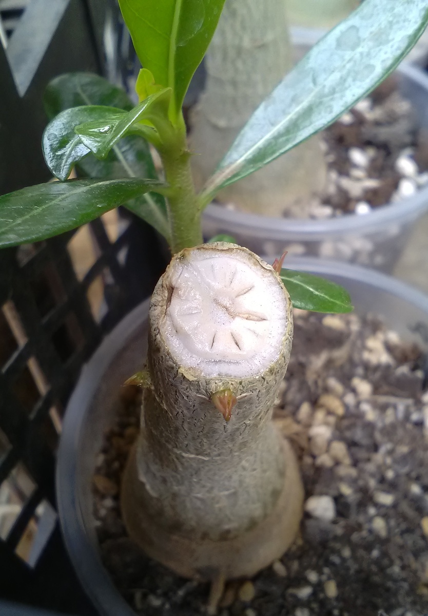 У Фьореллы проснулось три почки, это отличный результат! Будет три побега, плюс ещё тот, что вырос сам из каудекса. Значит, четыре💪