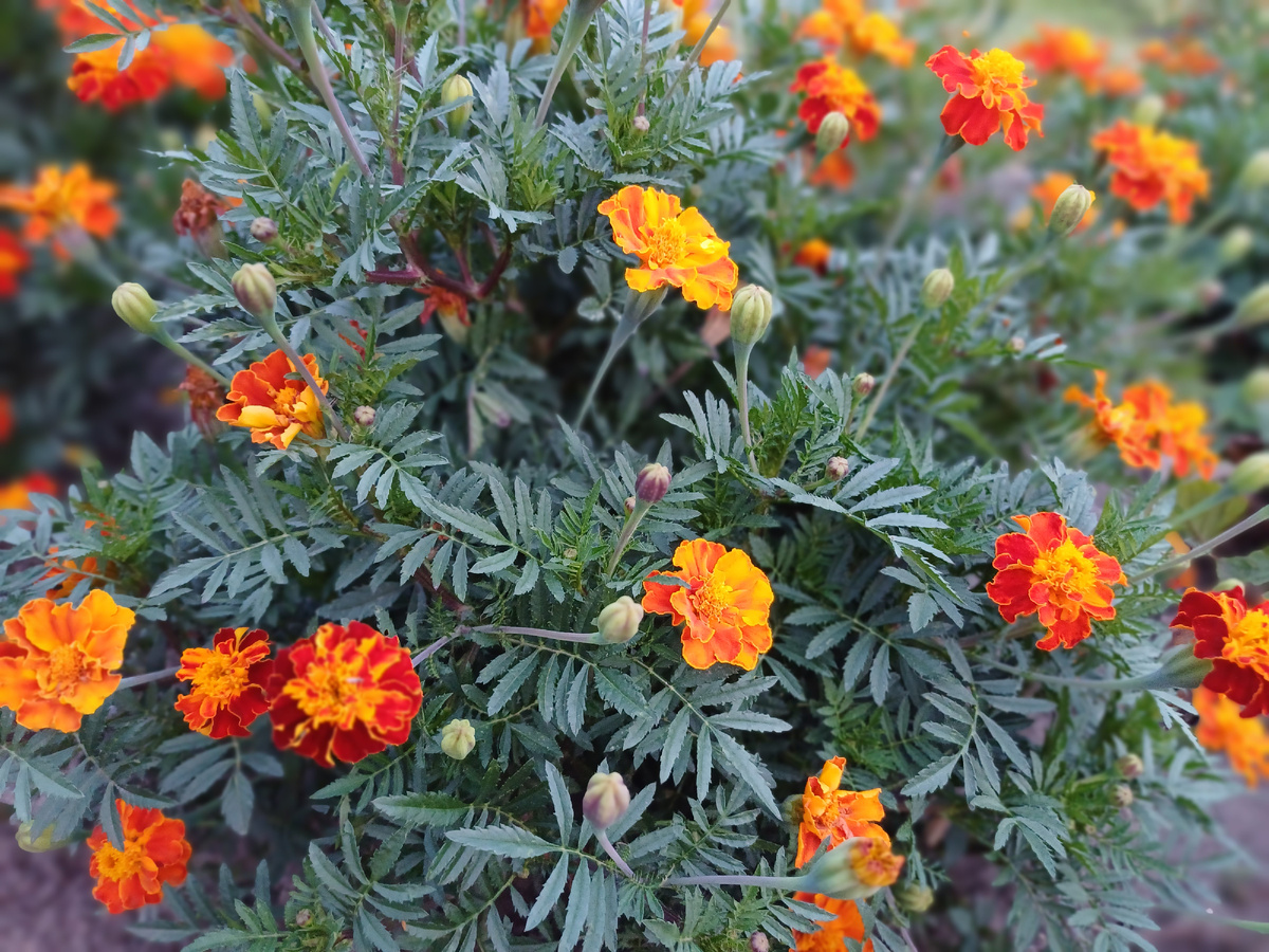 бархатцы, которые растут у меня в саду. фото автора