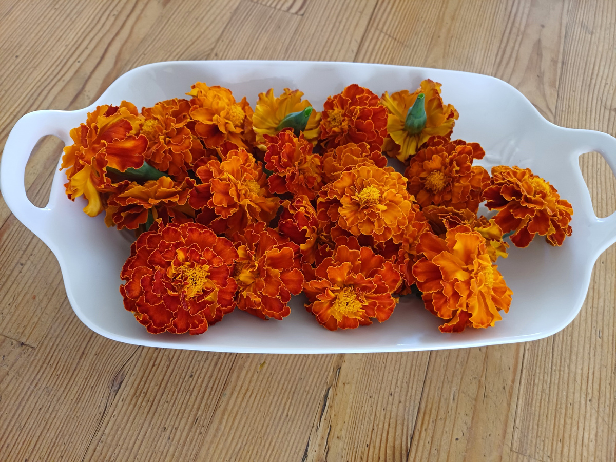 срезанные цветы. фото автора