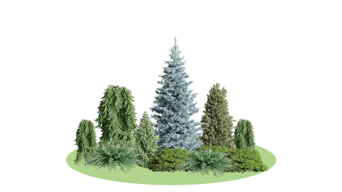 Композиция "Еловый рай" landcomp.ru