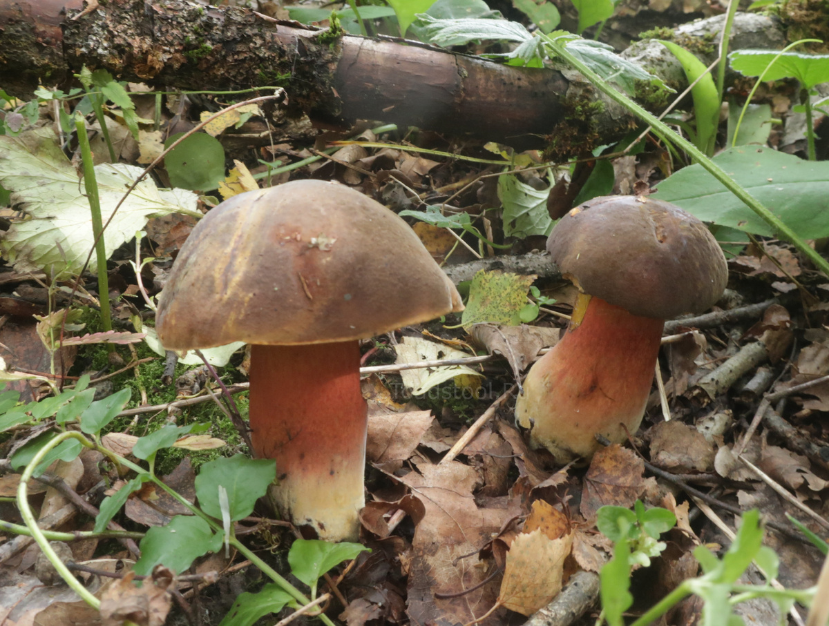 Дубовики в конце прохладного лета... не, такое уже даже не удивляет (фото И.Лебединского)