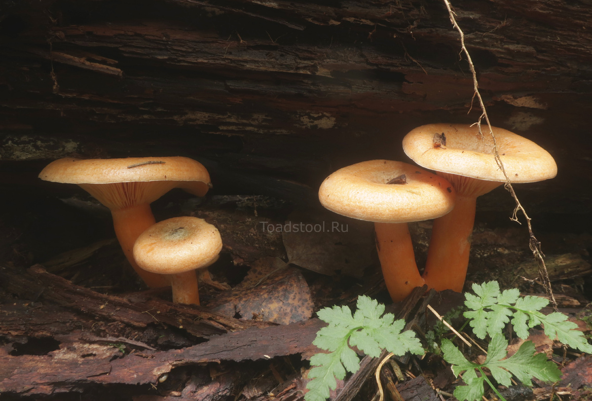 Хорошо, когда и снимать, и резать! Никакой раздвоенности (фото И.Лебединского)