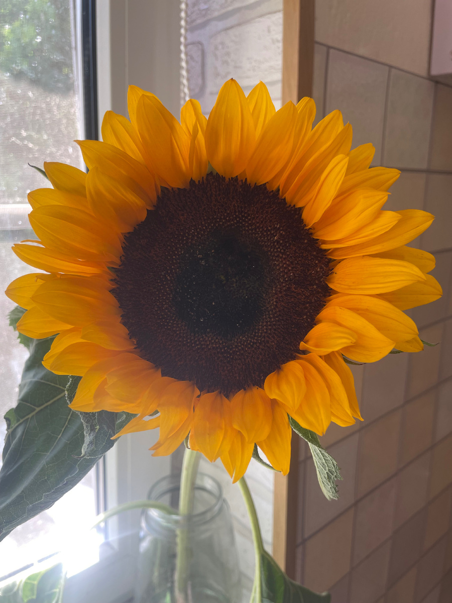 подсолнух на подоконнике 