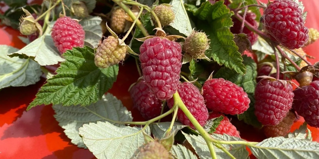 Уход за малиной: секреты мощного роста и крупных ягод