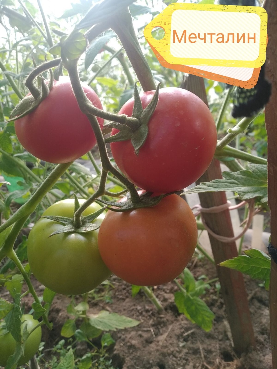 Томат в теплице 