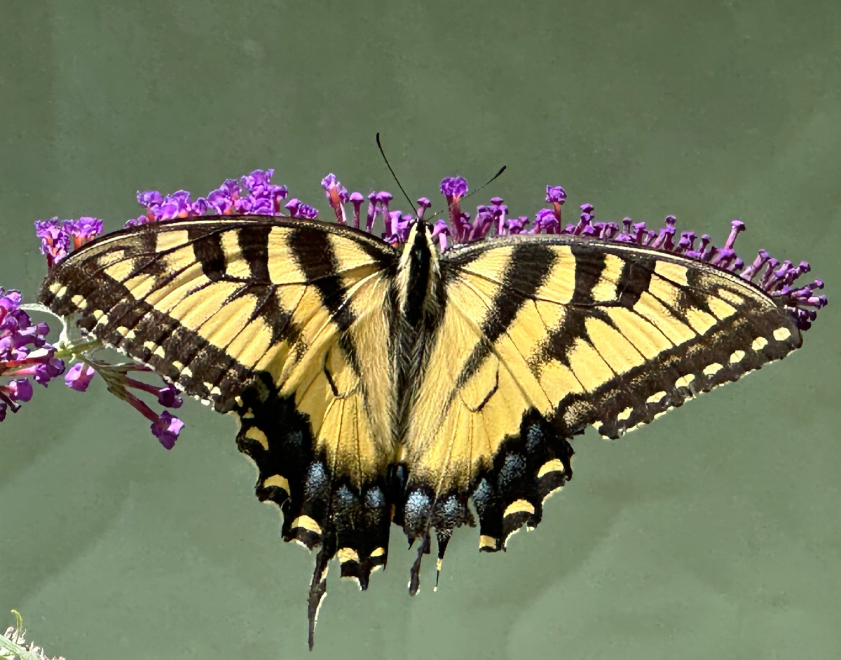 Парусник Главк (Papilio glaucus) - эта бабочка распространена на востоке С.Америки, где я и проживаю, их вижу очень часто в теплое время года.