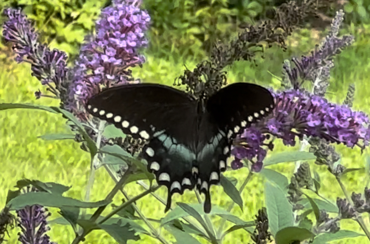 Махаон «пряный» (Papilio troilus) - очень красивая бабочка, обитающая в С.Америке. Жаль, что вижу я ее не часто.