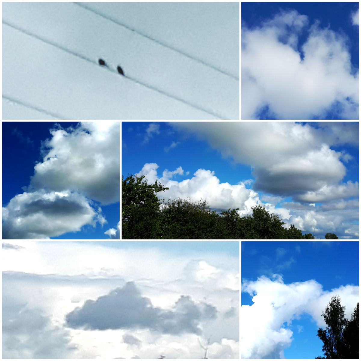 Коллаж автора 27.08.2025г.