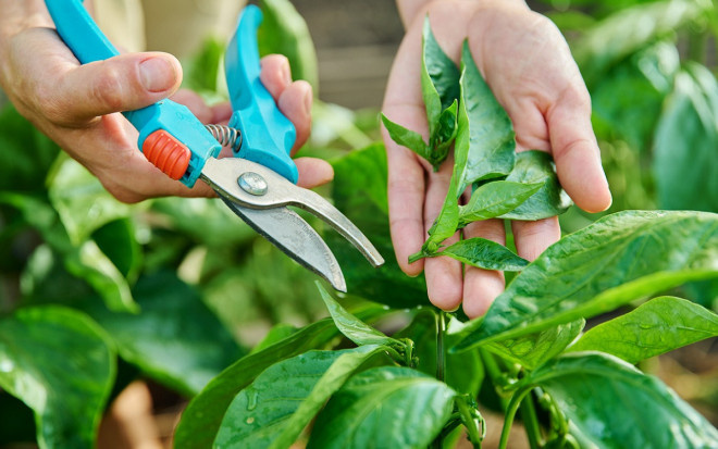 Источник фото: shutterstock.com