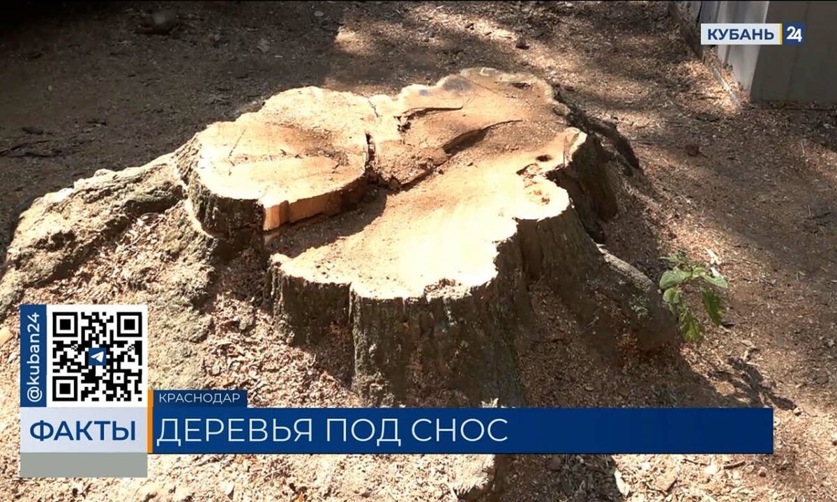    Видео канала «Кубань 24»