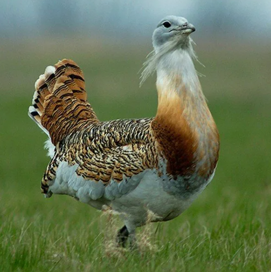 Поставь лайк!