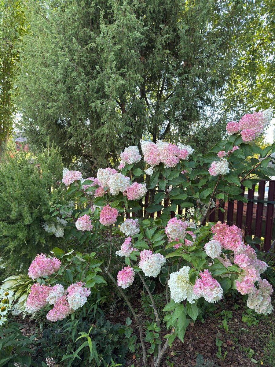 Ванила Фрайз