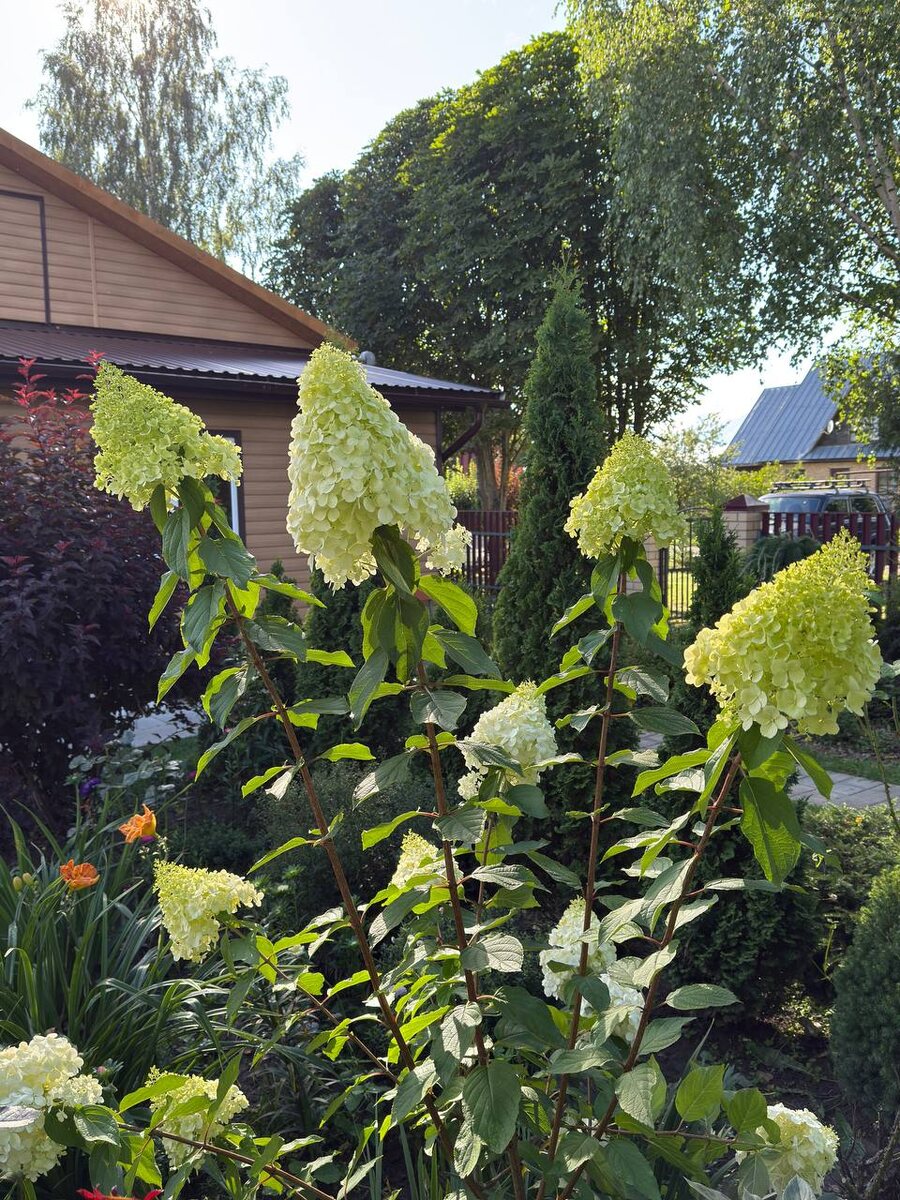 Полярный медведь