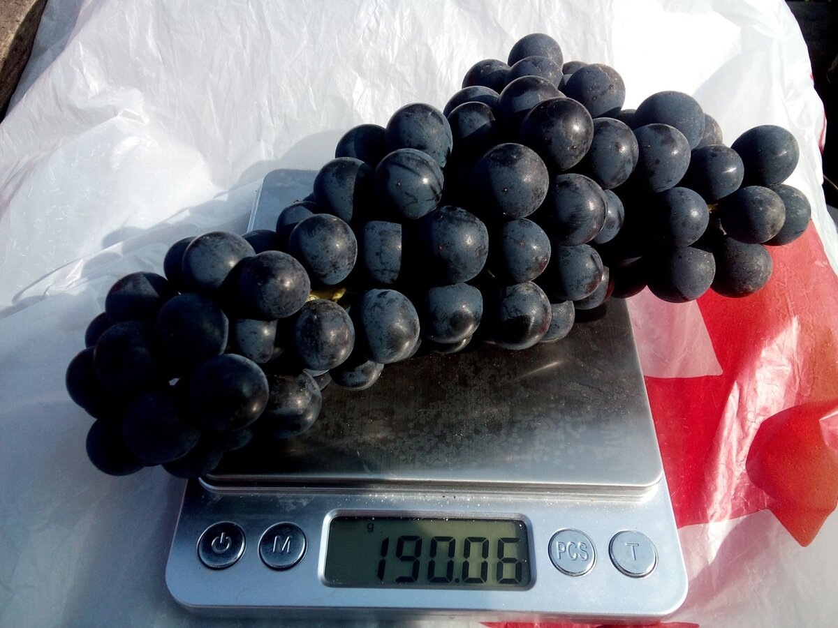 Гроздь Каберне Кортис 