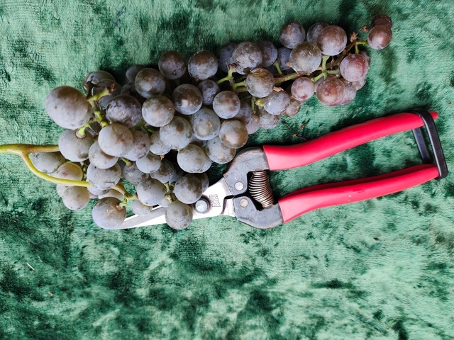 Гроздь винограда Фронтенак Гри 