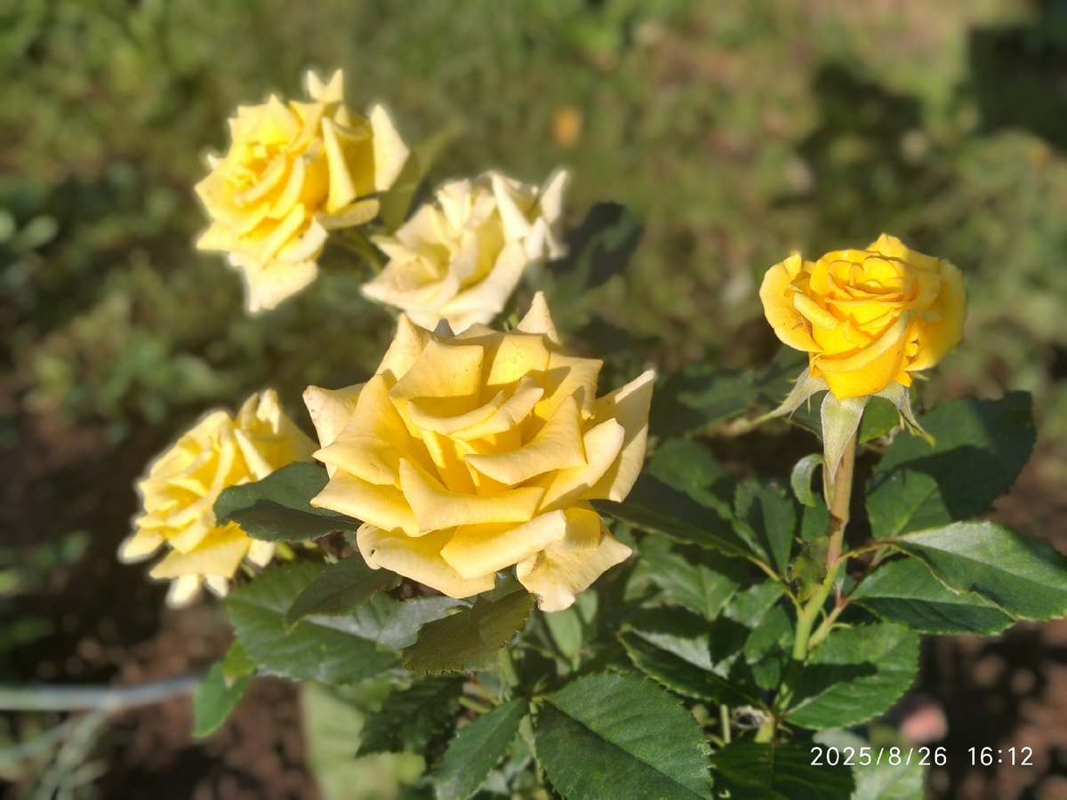 Сад на Сиве, все фотографии в статье мои