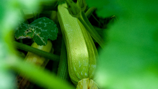 Фото: Svetlana Vozmilova/Global Look Press. Текст: Ольга Никитина