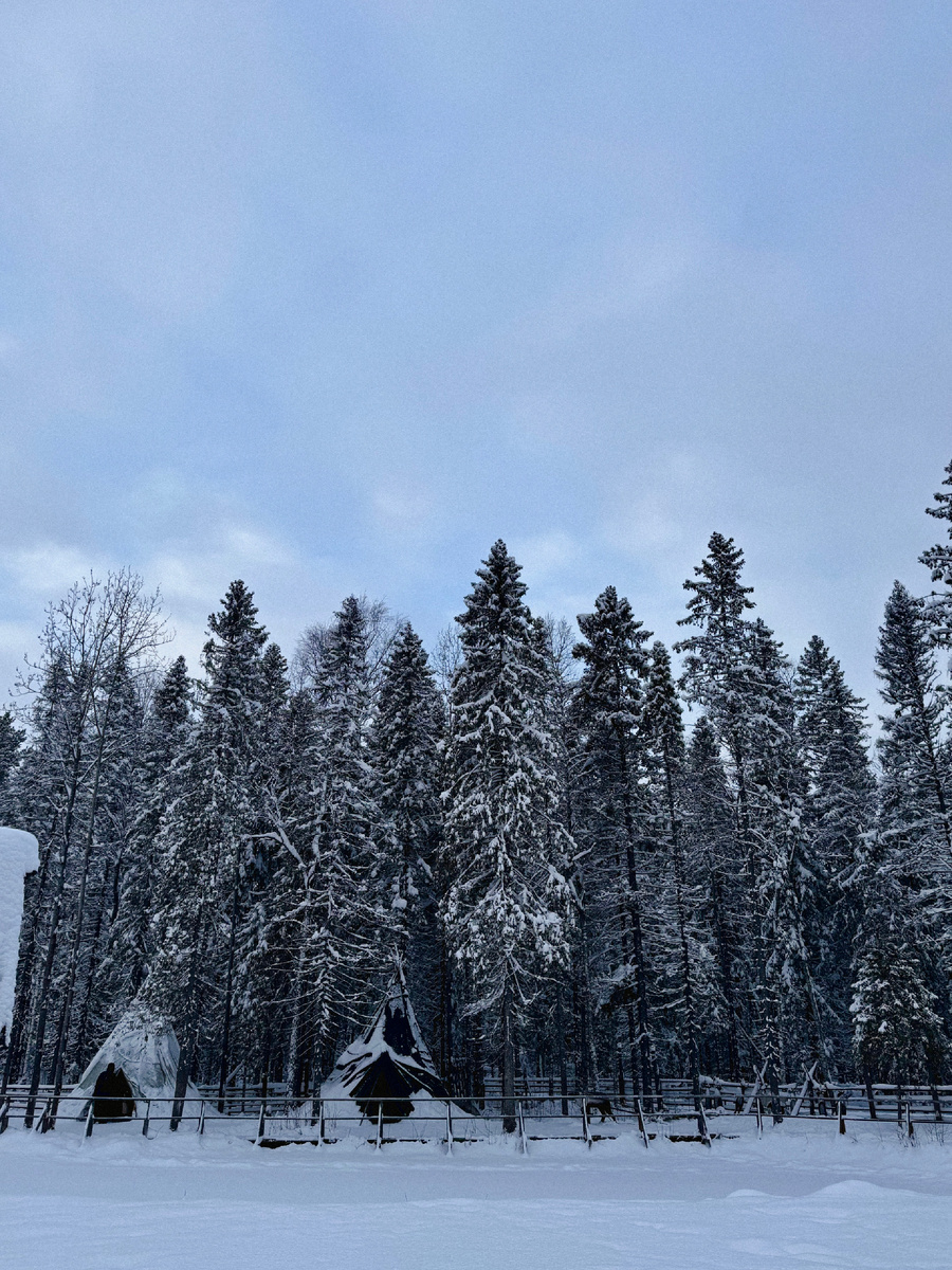 Зимний лес и тишина, от которых перестаёшь думать о суете