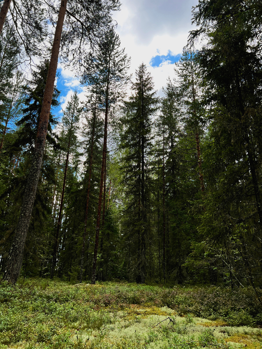 Здесь вместо фитнеса летом — прогулка по лесу, а вместо ароматерапии — хвоя и мох