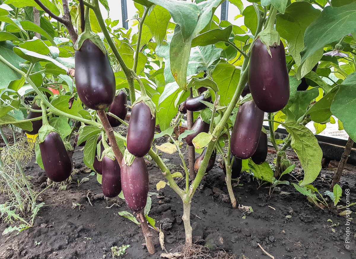 Далее при свете дня для меня была организована экскурсия на огород. У нас в Перми такие груши не растут...