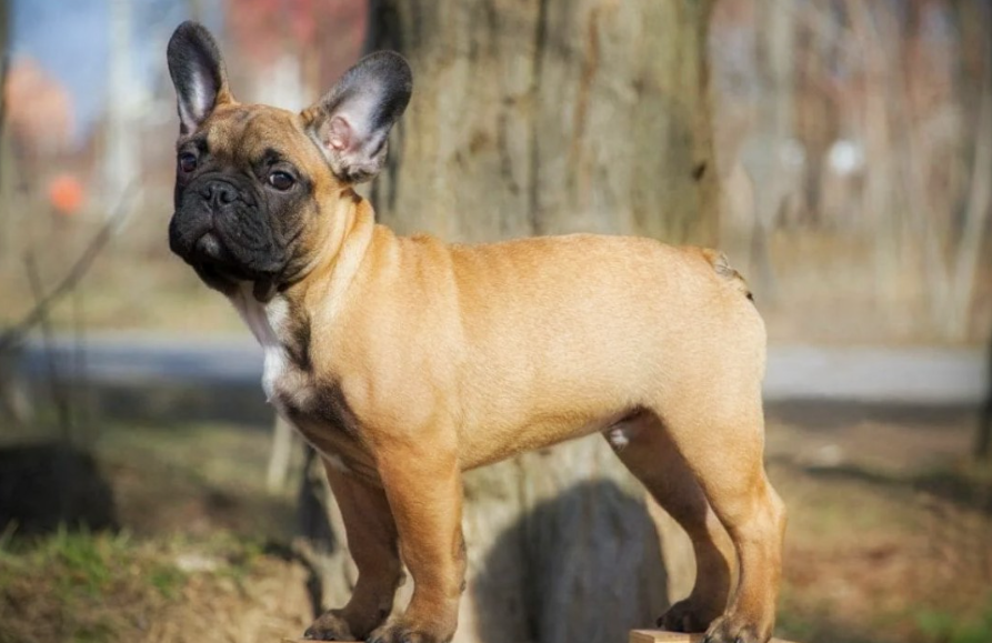 Сегодня я расскажу вам о 10 вещах, которые каждый владелец французского бульдога должен иметь в голове. И да, будет немного юмора — без него с этими собаками никак.
