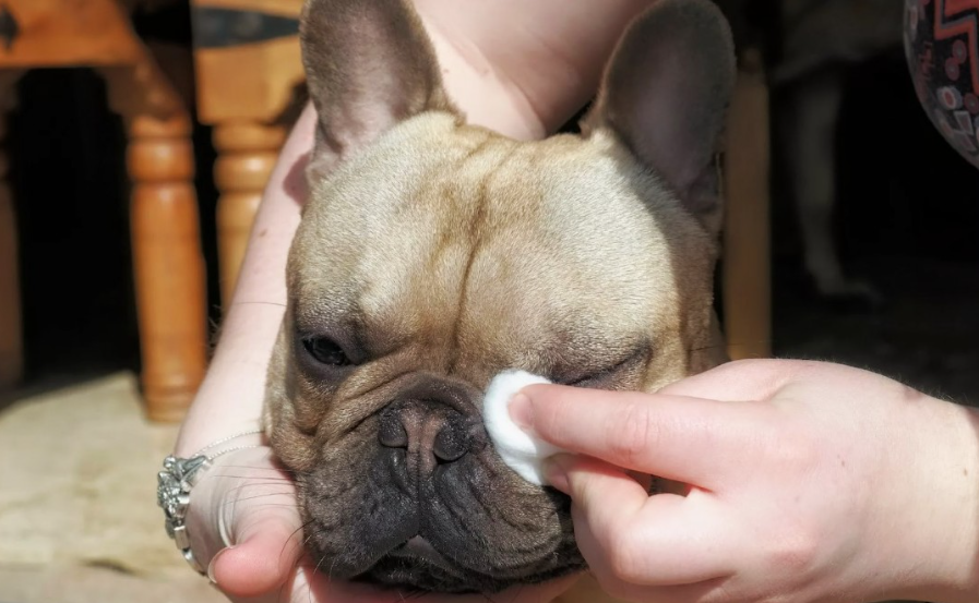 Лично я завёл себе привычку делать эту процедуру во время вечернего чая — заодно немного поболтать с собакой. Она считает, что это тисканье, а я — профилактика. Всем выгодно.
