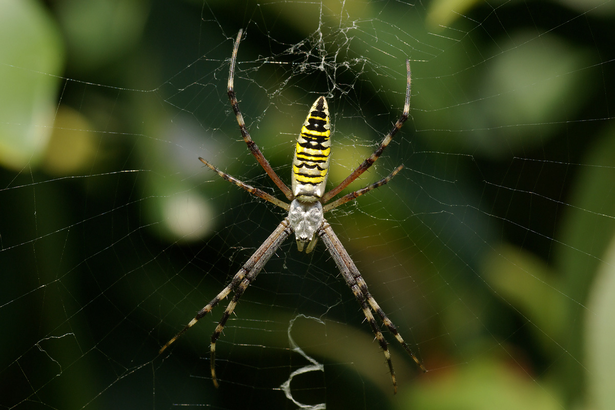    Фото: Laitche / Wikipedia