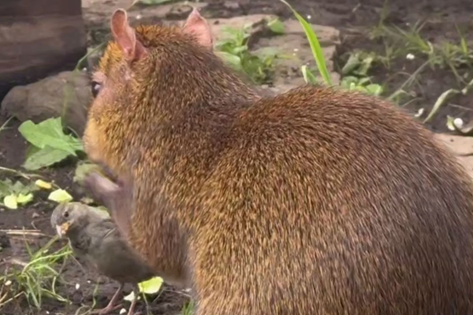    Агути и воробей подружились в зоопарке. Фото: t.me/lenzoopark